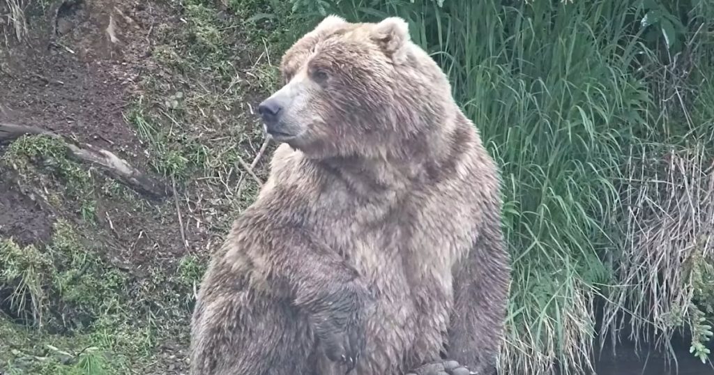 Backpack fue declarado como ganador del concurso "Semana del Oso Gordo" en Alaska