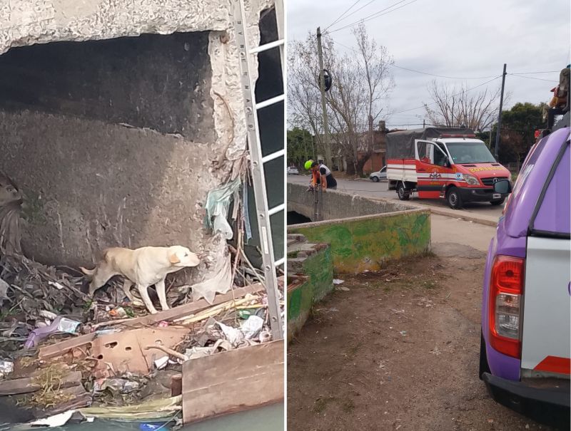 Bernal Oeste: bomberos rescataron a un perro que había caído al arroyo