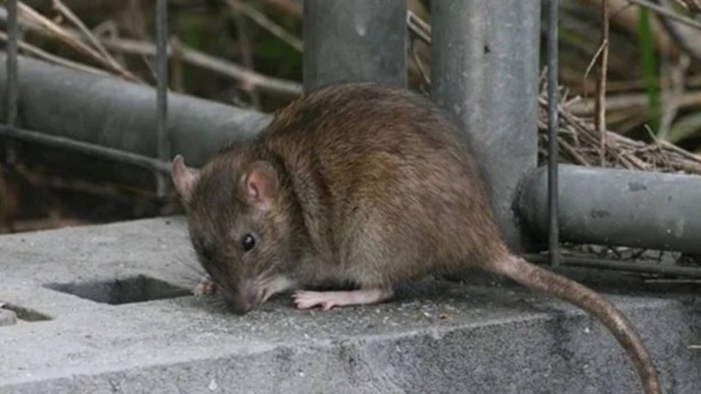 Alerta sanitaria: Santa Fe logra contener la gripe, pero el fenómeno de El Niño amenaza con leptospirosis