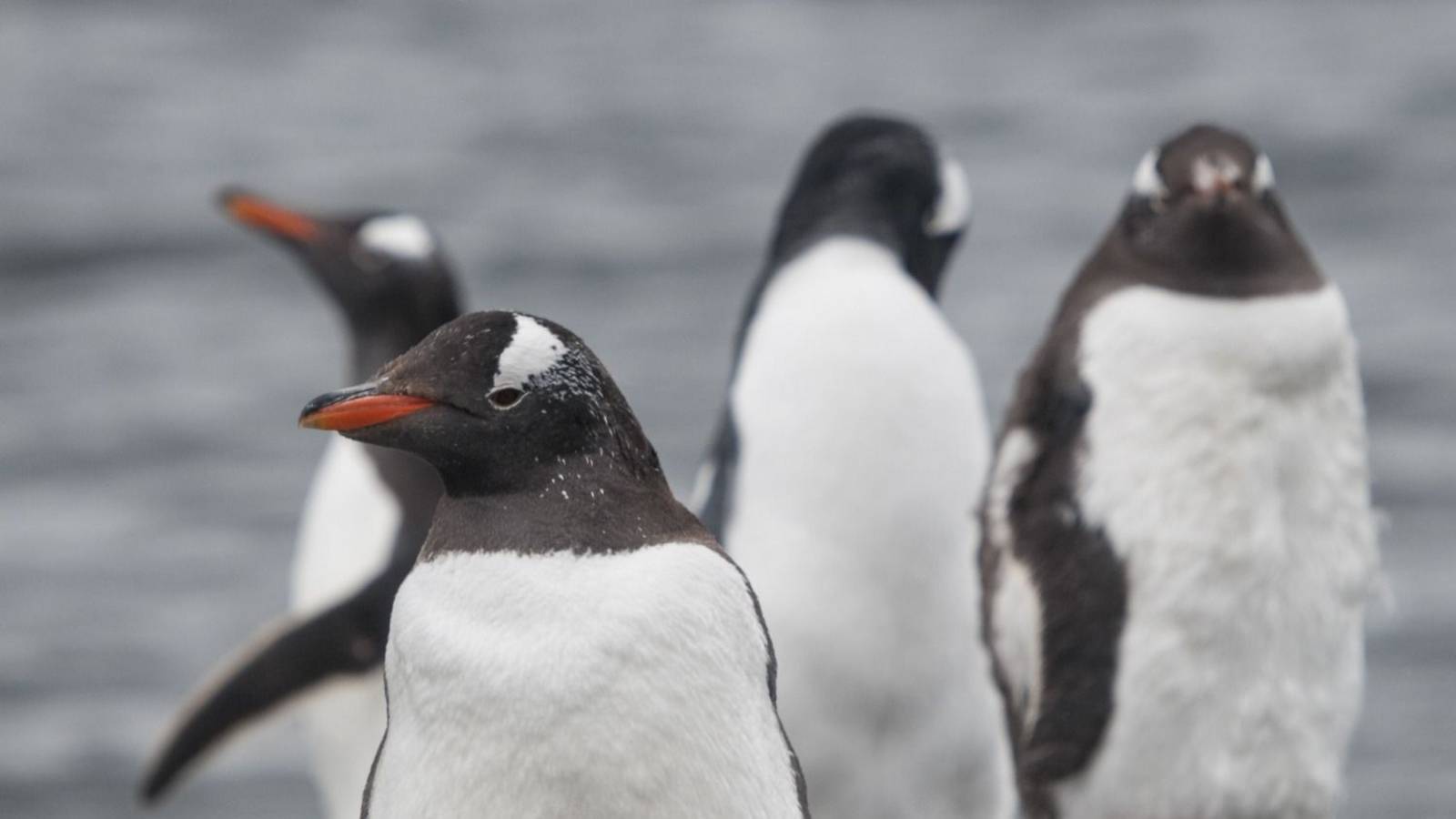 Podés ayudar a científicos a estudiar pingüinos desde tu casa: cómo participar