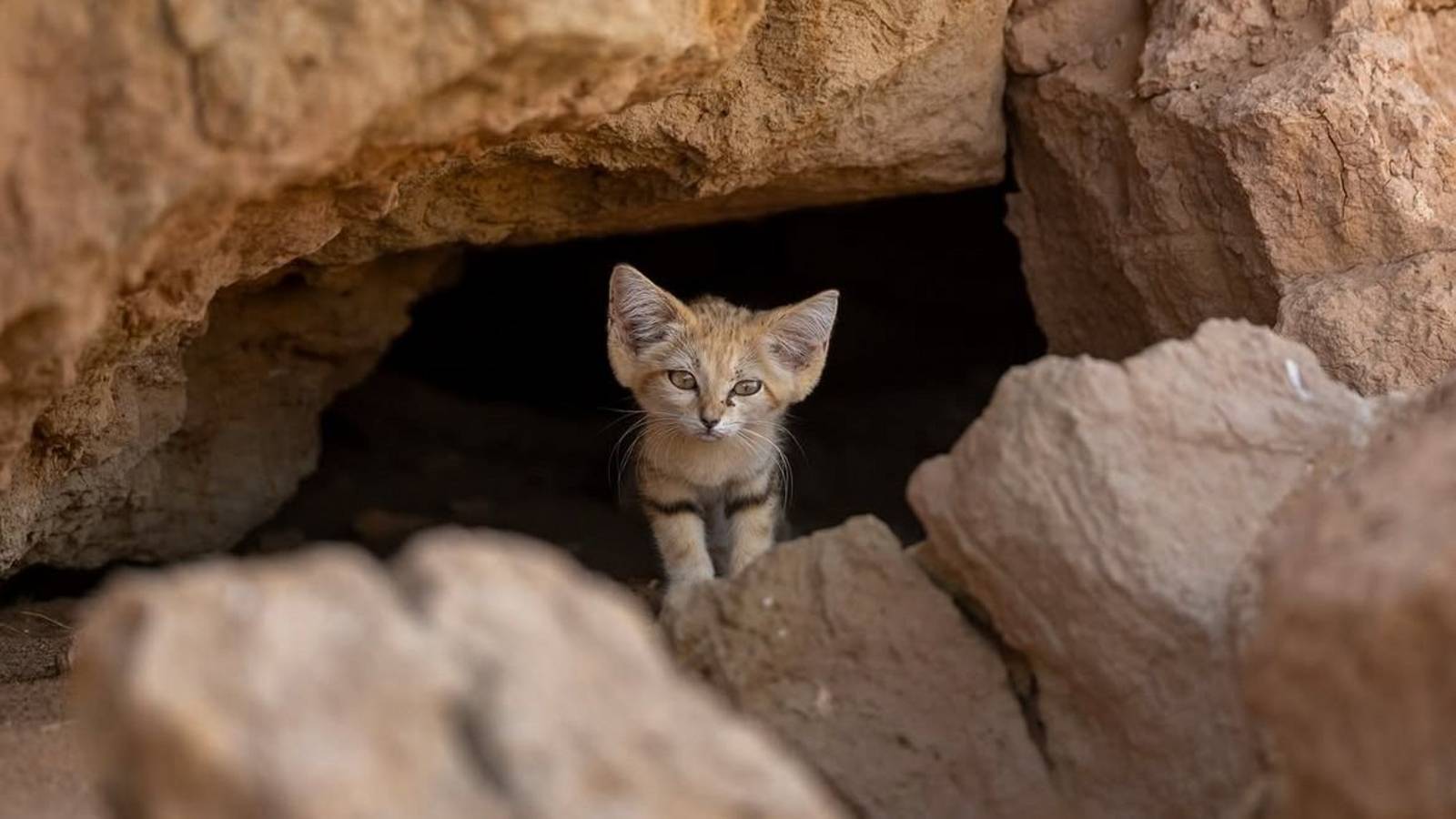 Logran fotografiar al gato de las arenas en medio del desierto: las increíbles fotos del animal