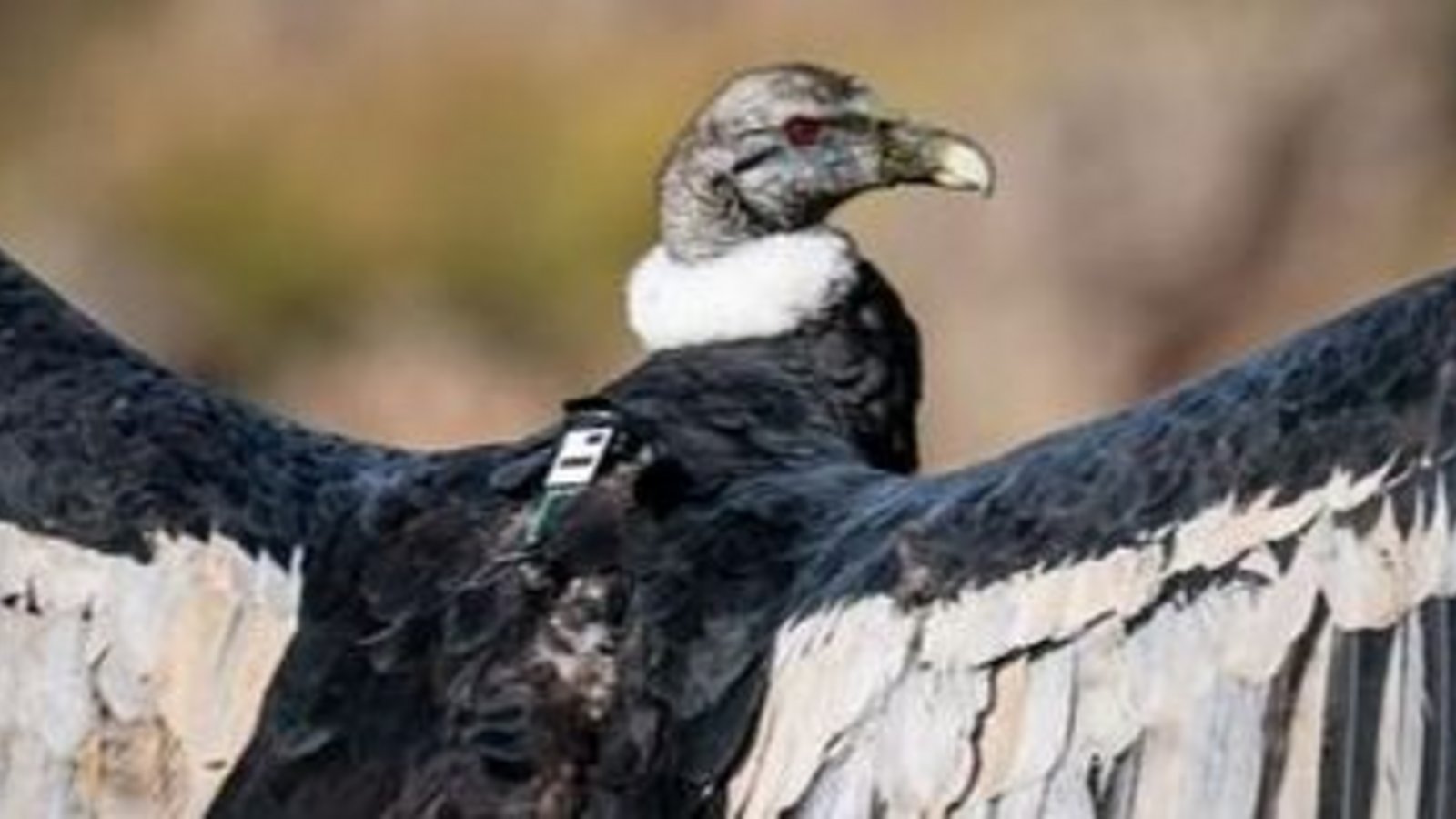 Un milagro animal en las sierras: fujeron baleados y no pueden volar, pero como pareja lograron tener su primera cría en cautiverio que ilusiona a la conservación