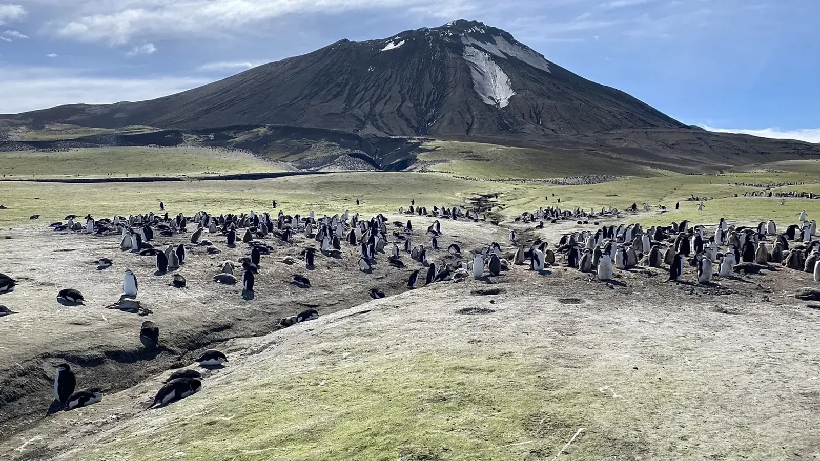 ¿Por qué cayó un 41% la población de pingüinos en una isla antártica?