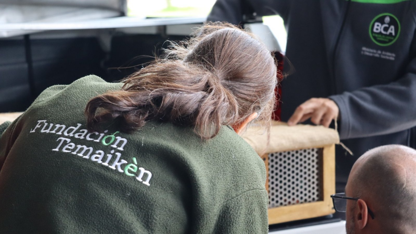 Repatriaron 47 animales silvestres a la Argentina: qué pasará con ellos