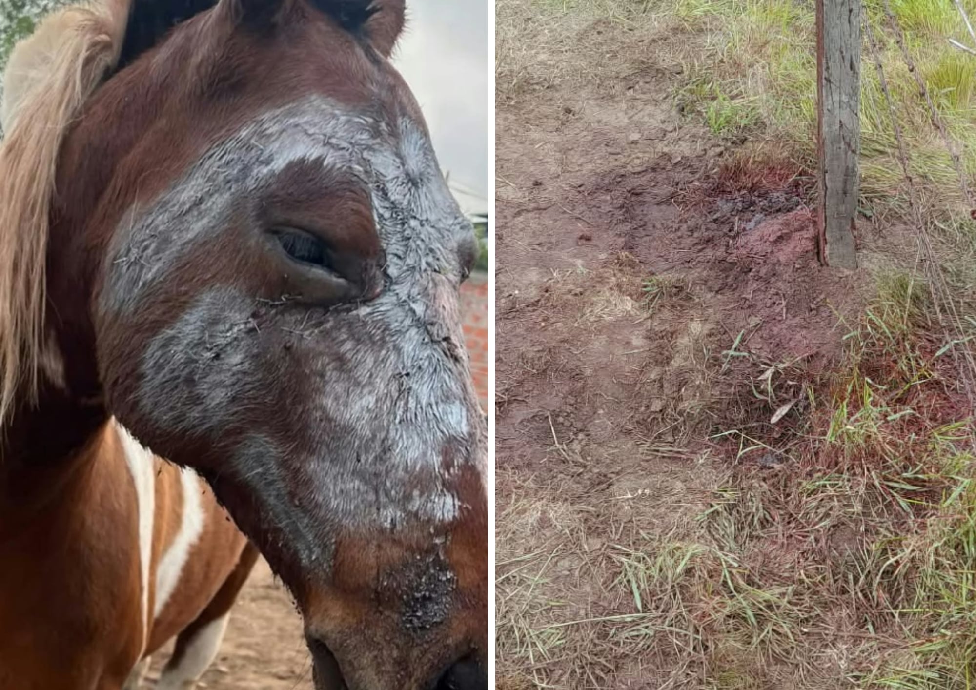 Brutal ataque a una yegua en un campo bonaerense: le cortaron la cara y le fracturaron el hocico