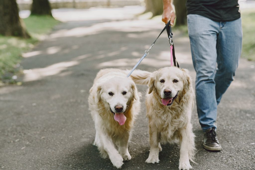 Ley de Identificación para perros y gatos
