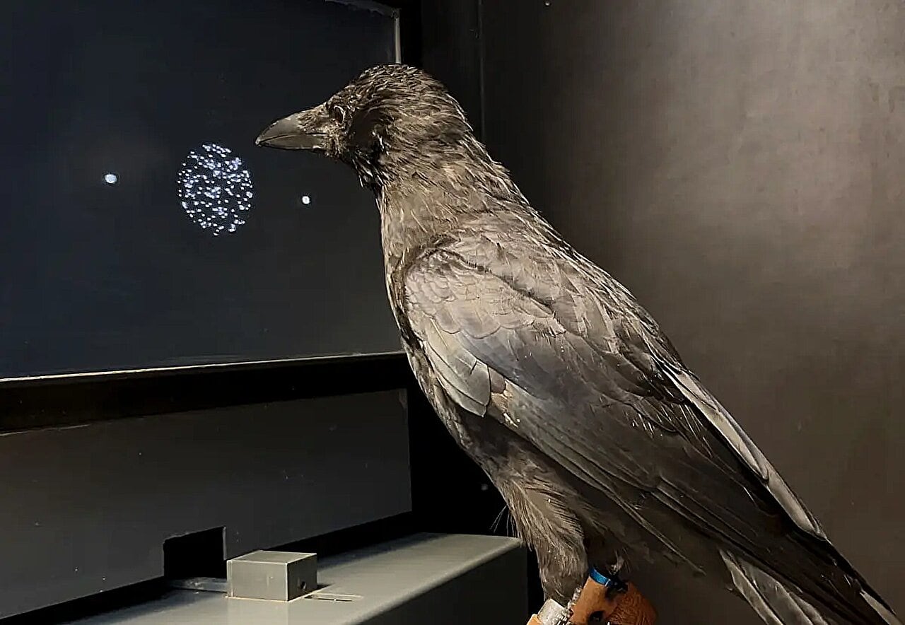 El cerebro de los cuervos procesa señales visuales casi dos veces más rápido que el de humanos y monos, según un estudio