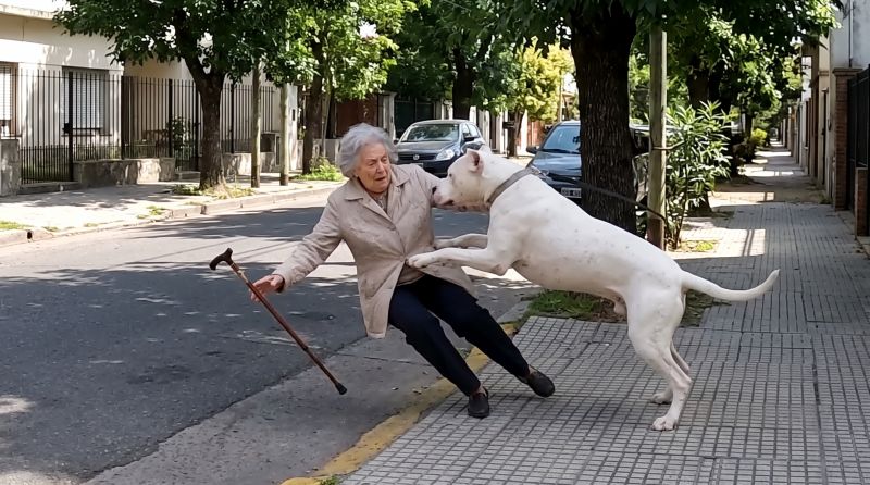 Las cámaras fueron clave: un dogo tiró a una jubilada y la Justicia fijó una indemnización de $20 millones