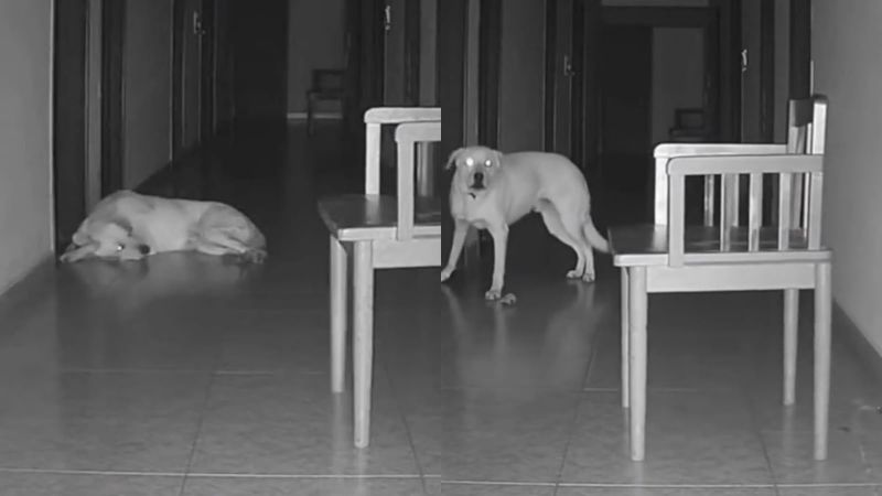 El escalofriante video de una silla que se mueve sola y despierta a un perro en pleno pasillo