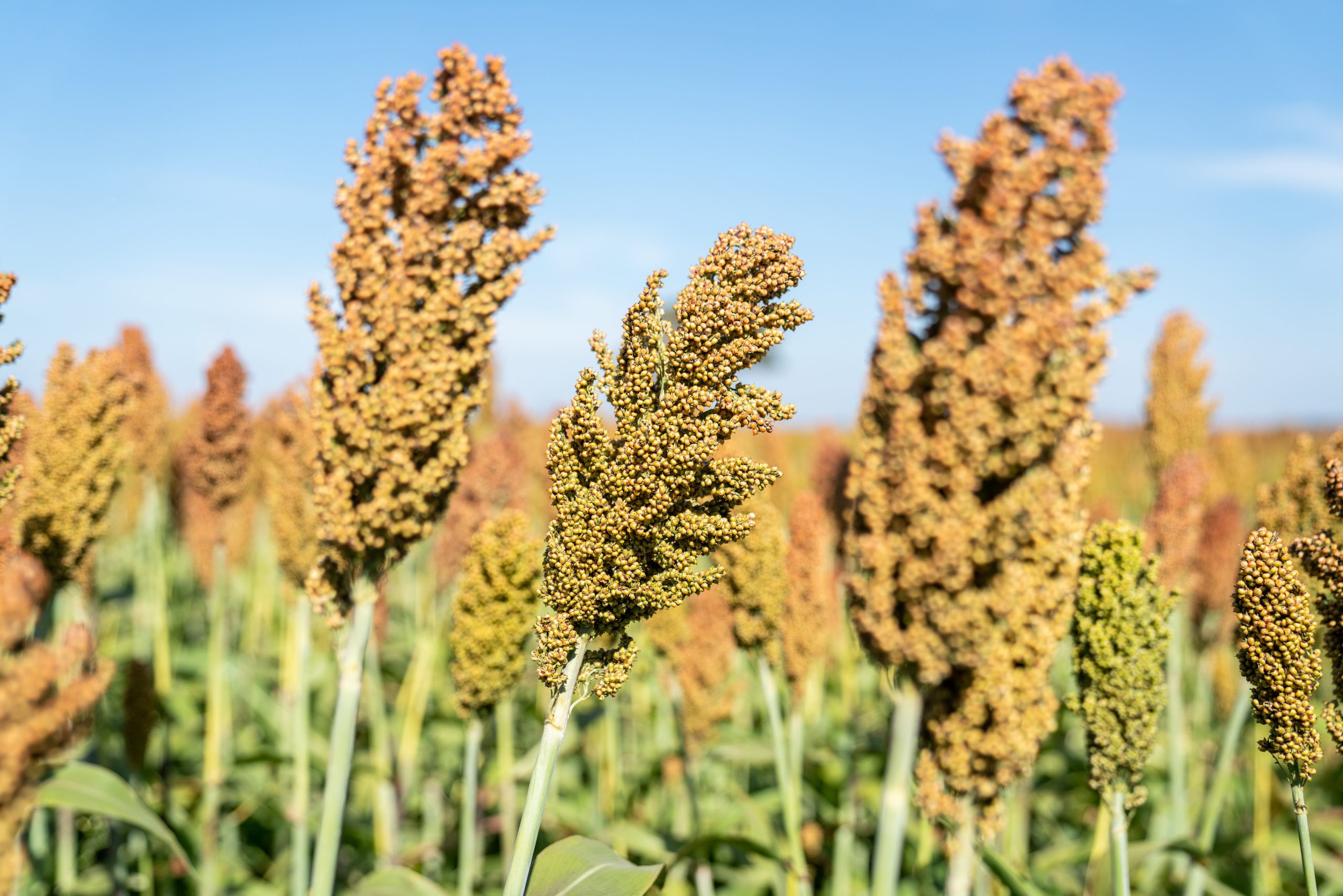 Boom a China: anticipan la exportación de 1,7 millones de toneladas de un cultivo argentino que caerá muy fuerte en dos potencias