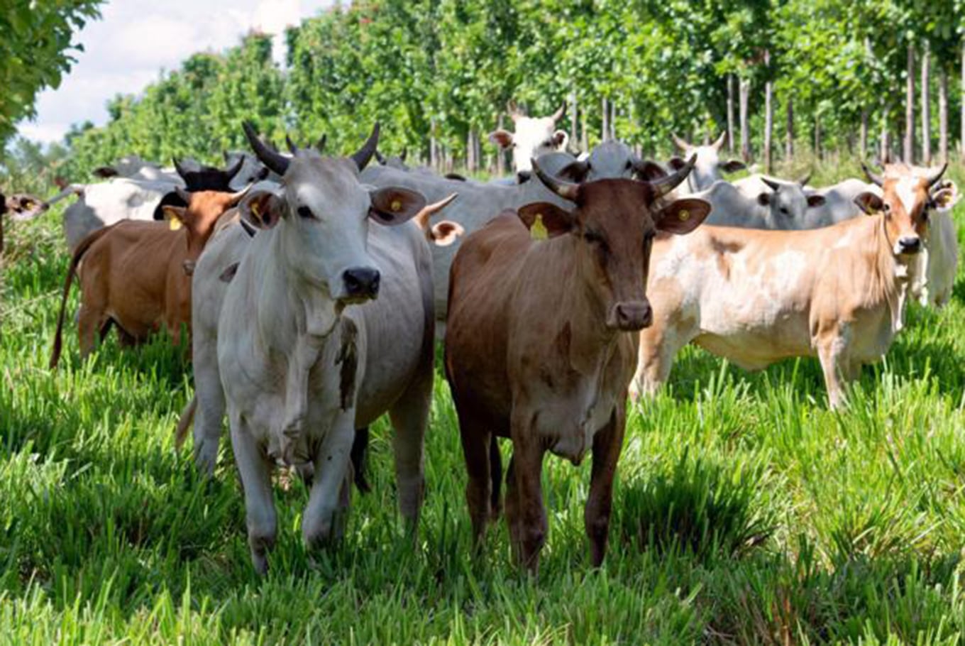Financiamiento sostenible: qué hacen la Argentina, Brasil y Bolivia para impulsar la producción agropecuaria