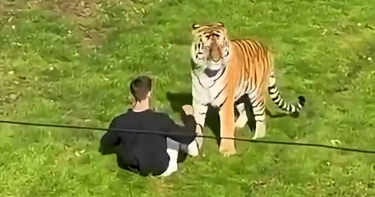 Un zoológico británico decidió no sacrificar al tigre que mató a un visitante