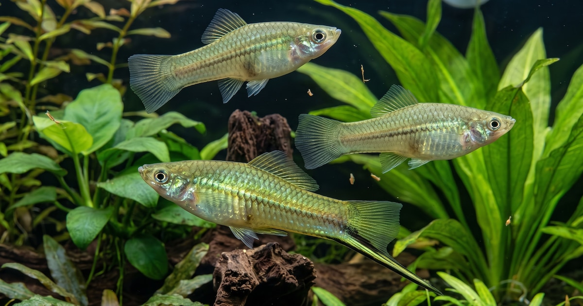 En un experimento con pantallas digitales, peces diseñaron a su pareja ideal durante 9 generaciones