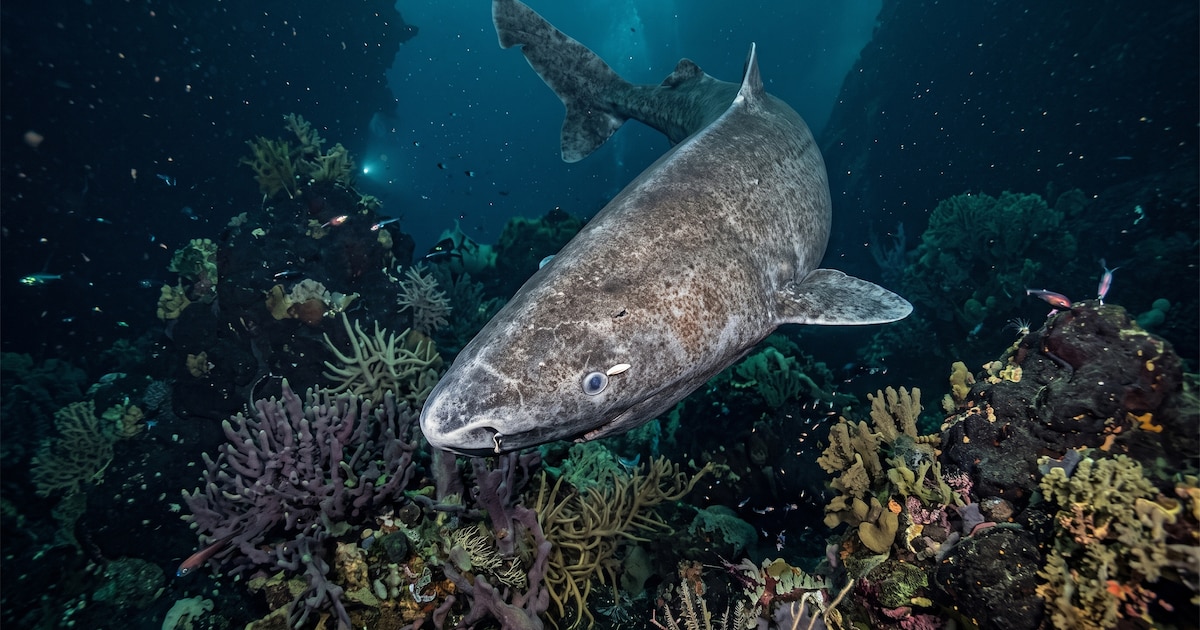 Tienen a los más antiguos del mundo, pero planeaban sacrificar mil ejemplares: la polémica por los tiburones de Groenlandia