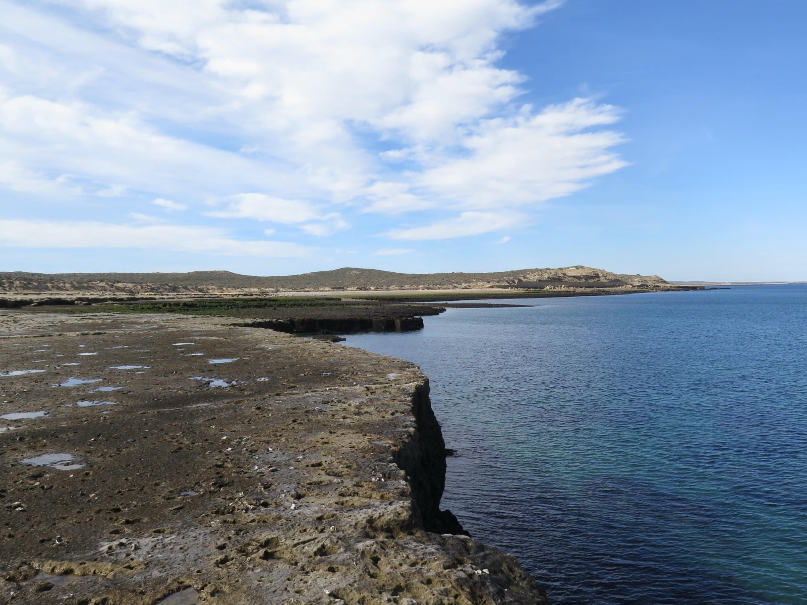Tiene 10 millones de años: describen el fósil más completo de una foca extinta de la Patagonia y revelan qué comía