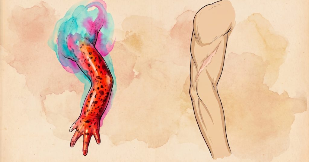 Salamandras vs. humanos: por qué unos tienen la capacidad de regenerar extremidades y otros solo las cicatrizan