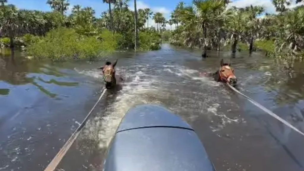 Un impactante operativo se llevó a cabo en Chaco para rescatar animales de las inundaciones por El Niño