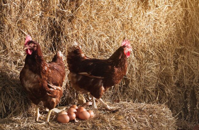 Le preguntaron a la inteligencia artificial qué fue primero, si el huevo o la gallina, y su respuesta fue contundente