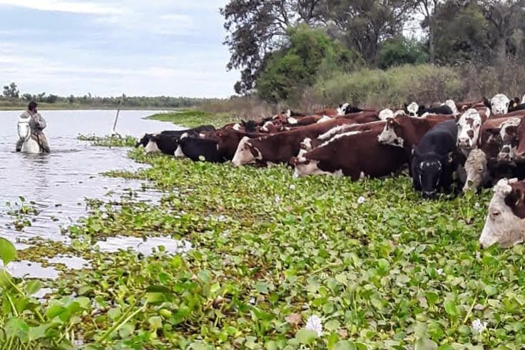 Se evacuó más del 70 % de la hacienda en islas