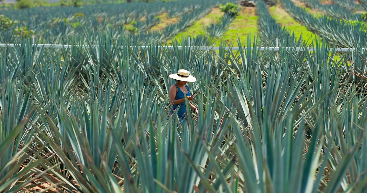 ¿Habrá tequila del Bienestar? Gobierno reconoce “problema” en precio del agave en México y alista plan para ayudar a productores