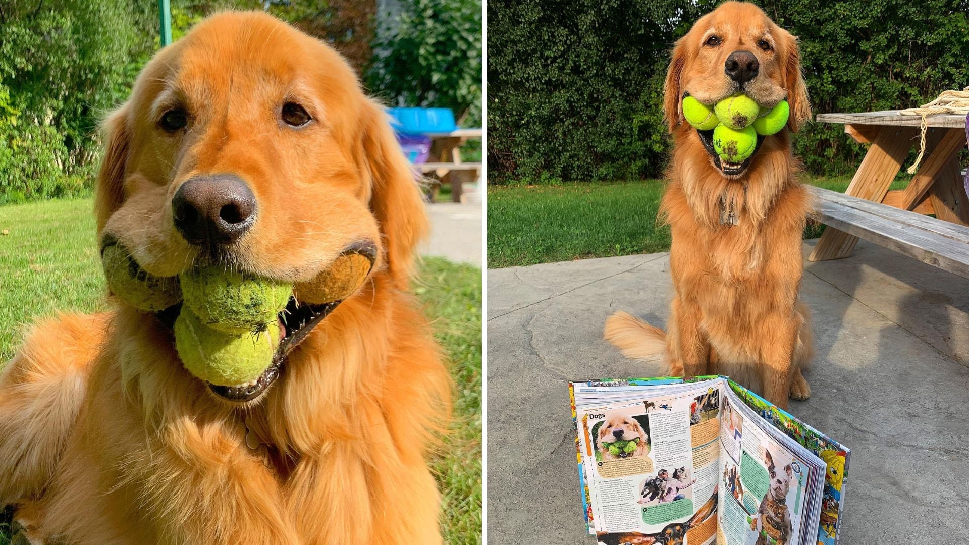 La historia de Finley, el perro que puede sostener seis pelotas de tenis al mismo tiempo