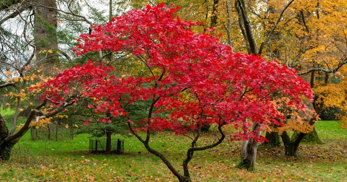 El árbol japonés que cambia de color con las estaciones y es ideal para cualquier patio pequeño