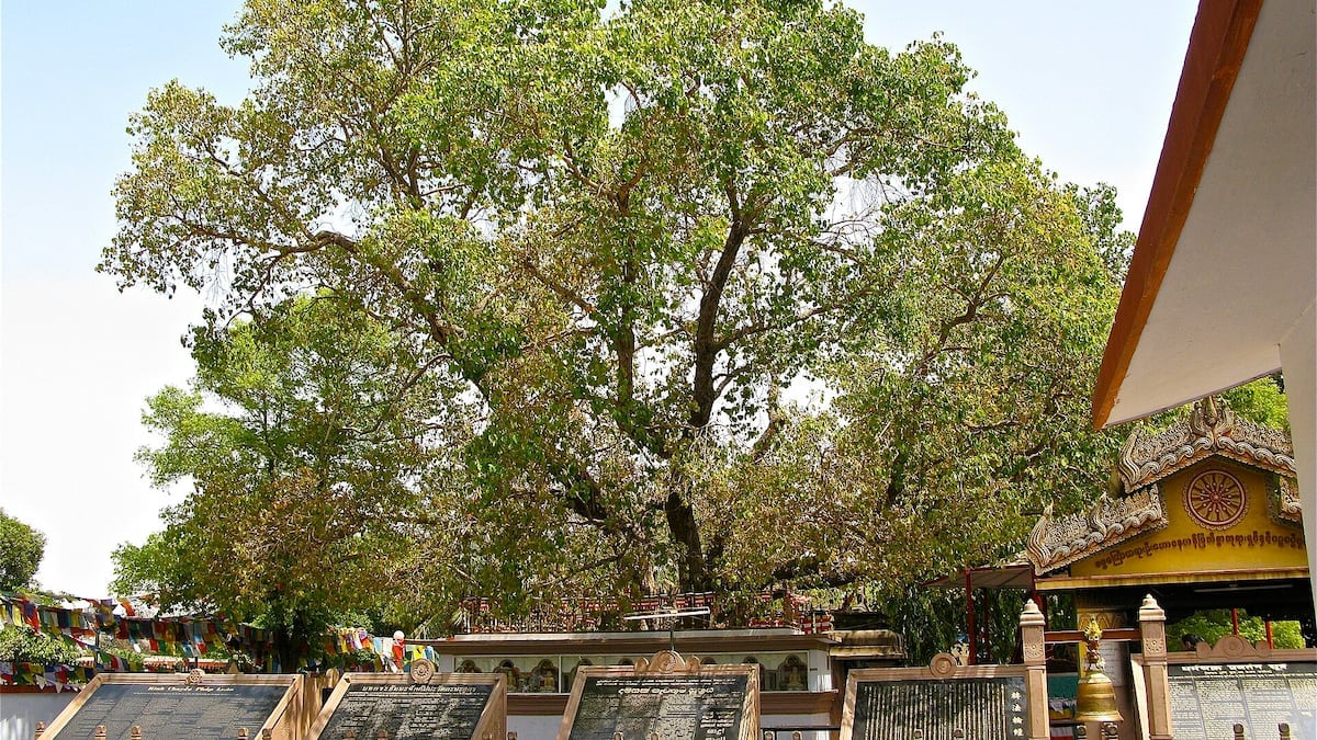 El árbol Bodhi, el símbolo del budismo que atraviesa más de dos milenios y sigue en pie en India