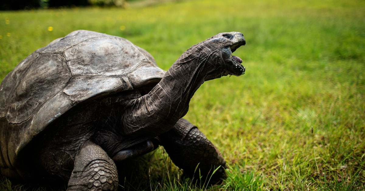 ¿Qué secretos sobre el envejecimiento guarda Jonathan, la tortuga gigante de 194 años?