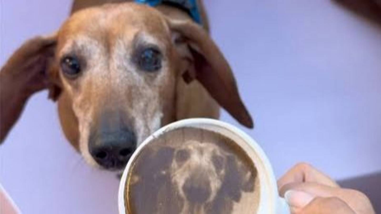 Ir a merendar con tu mascota y tomar un café con su cara impresa en la espuma: la cafetería ideal para un finde en Buenos Aires