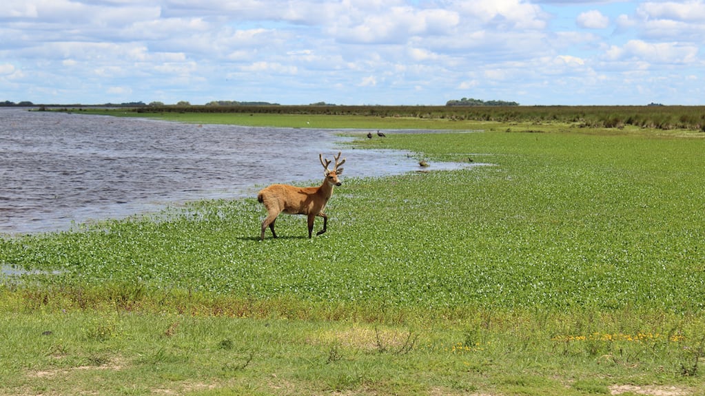 En 1910 era una estancia ganadera de 5200 hectáreas en Campana y la familia donó las tierras en 1990: 36 años después es una reserva natural con entrada gratis a 70 km de Buenos Aires