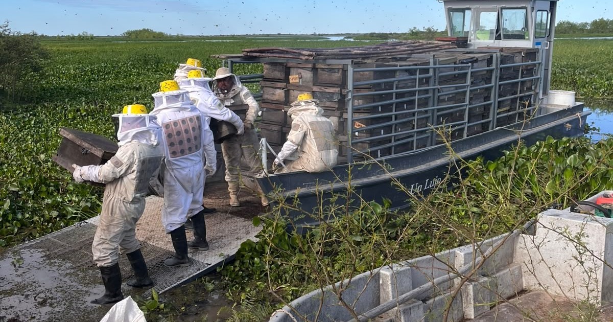 Crecida del Paraná: productores apícolas sacan contrarreloj miles de colmenas de las islas y ya dan el año como perdido