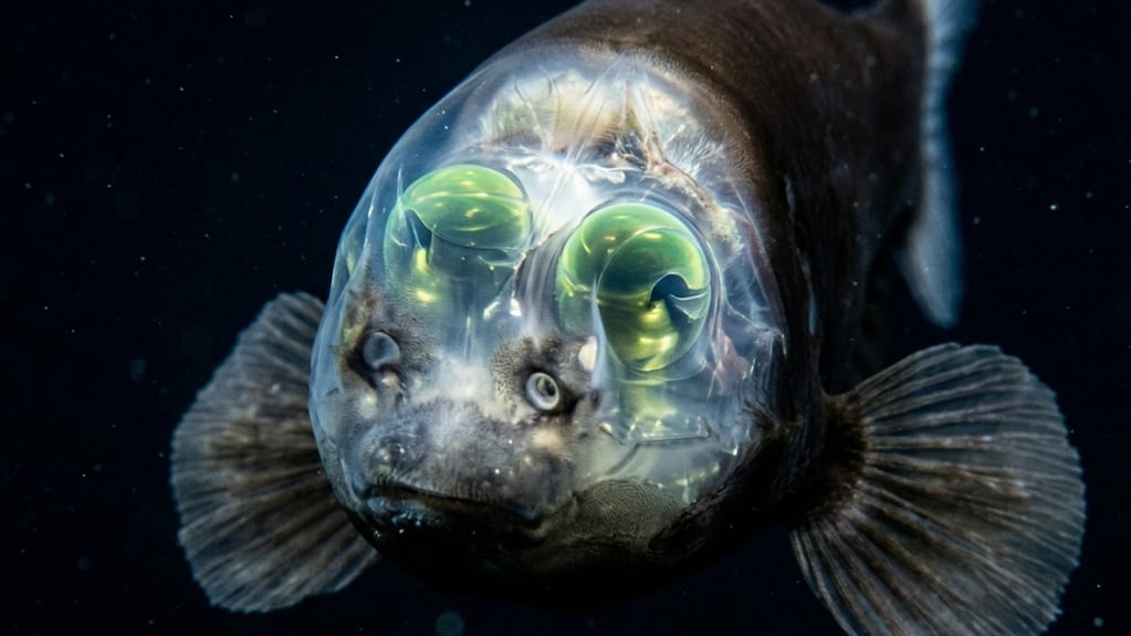 Hallazgo histórico: científicos exploraron 147 kilómetros cuadrados del fondo del Océano Atlántico y descubrieron un pez de cabeza transparente a 710 metros de profundidad