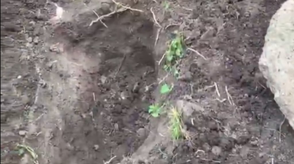 Horror en Monte Grande: acusan a un hombre de enterrar vivo a su perro y los vecinos lograron rescatar al animal