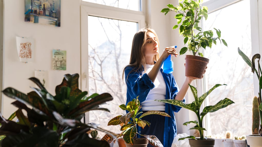 Las 4 plantas que recomienda el Feng Shui para la entrada de casa y qué significado tienen