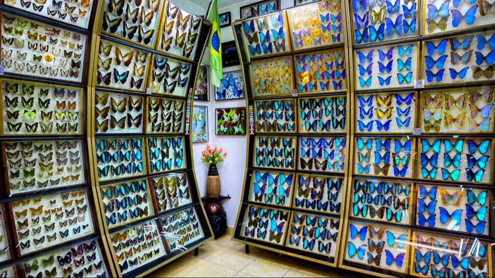 El museo de mariposas más grande del mundo: queda en Buenos Aires, tiene más de 70.000 ejemplares y muy pocas personas lo conocen
